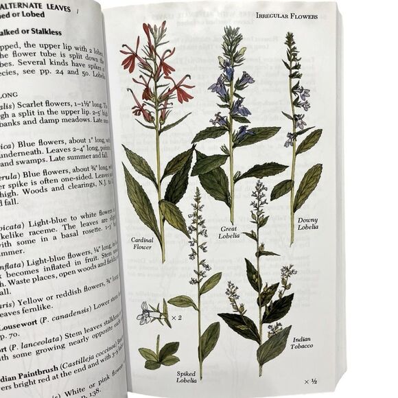 Book  Newcomb's Wildflower Guide - Picture 5 of 6